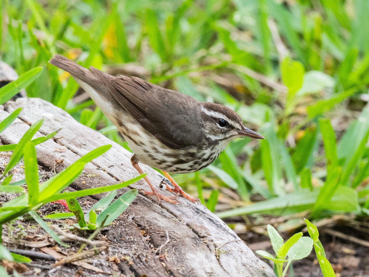 Louisiana Waterthrush - ML616571899