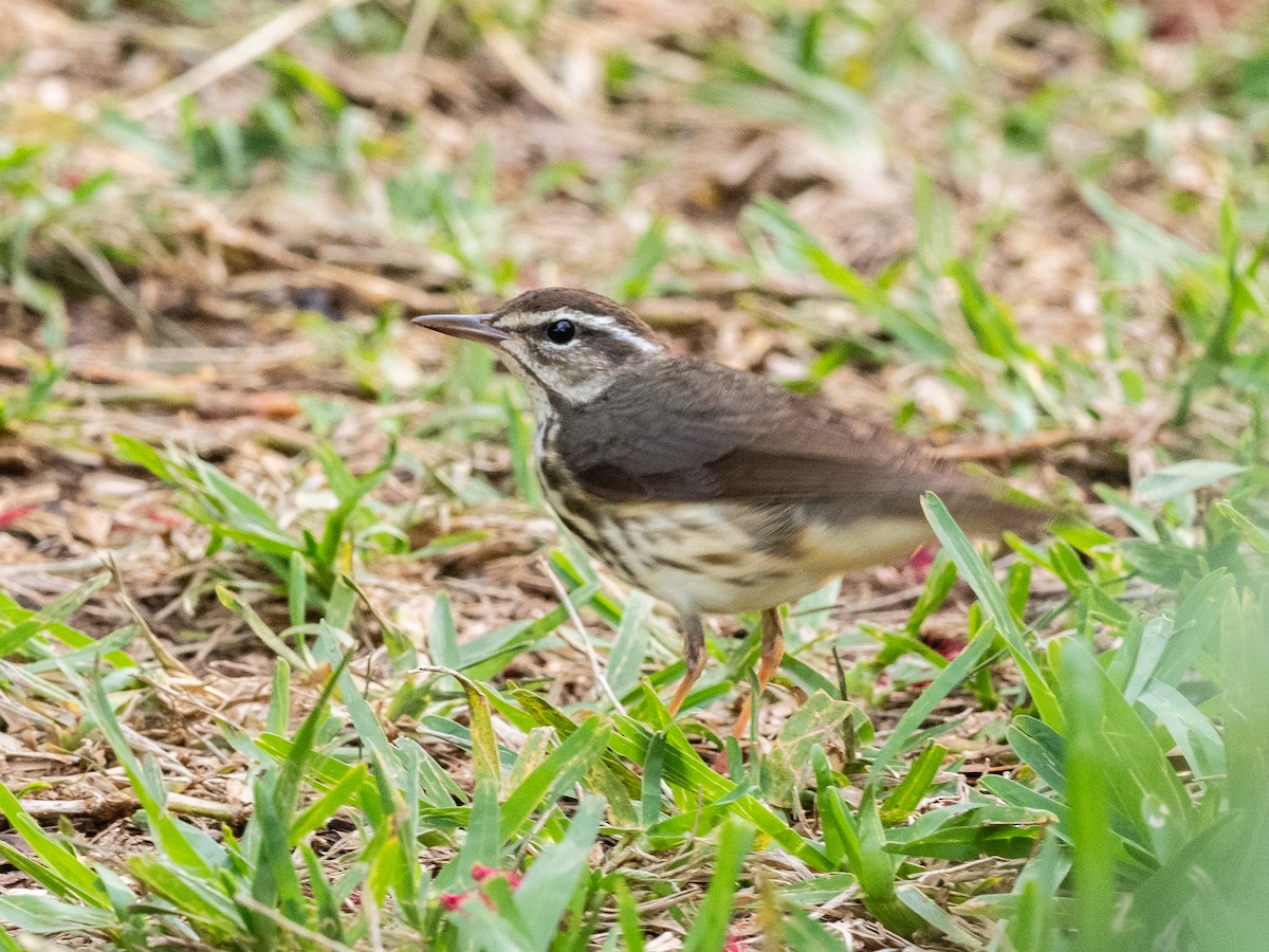 Louisiana Waterthrush - ML616571900