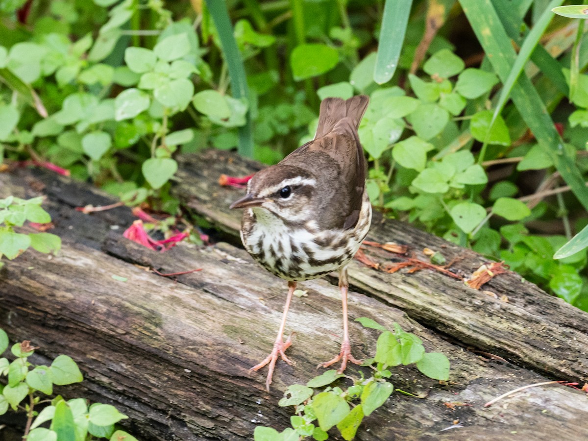 Louisiana Waterthrush - ML616571901