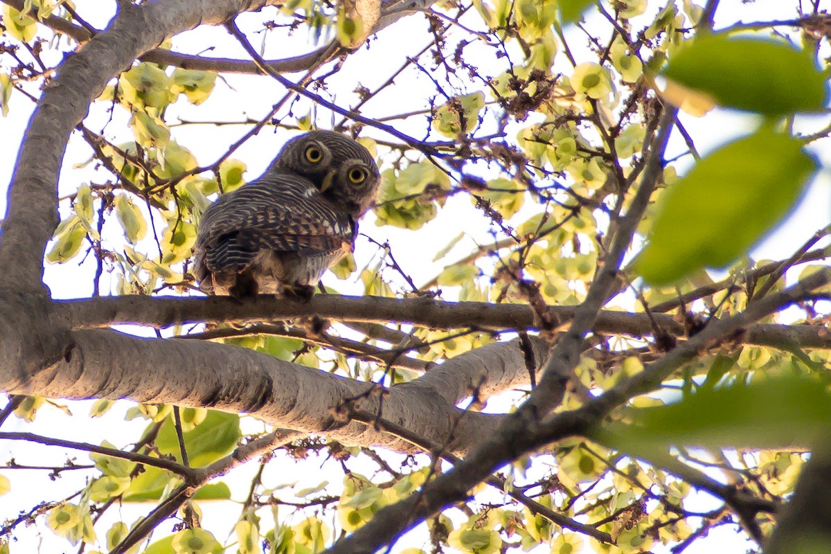 Jungle Owlet - ML616571903