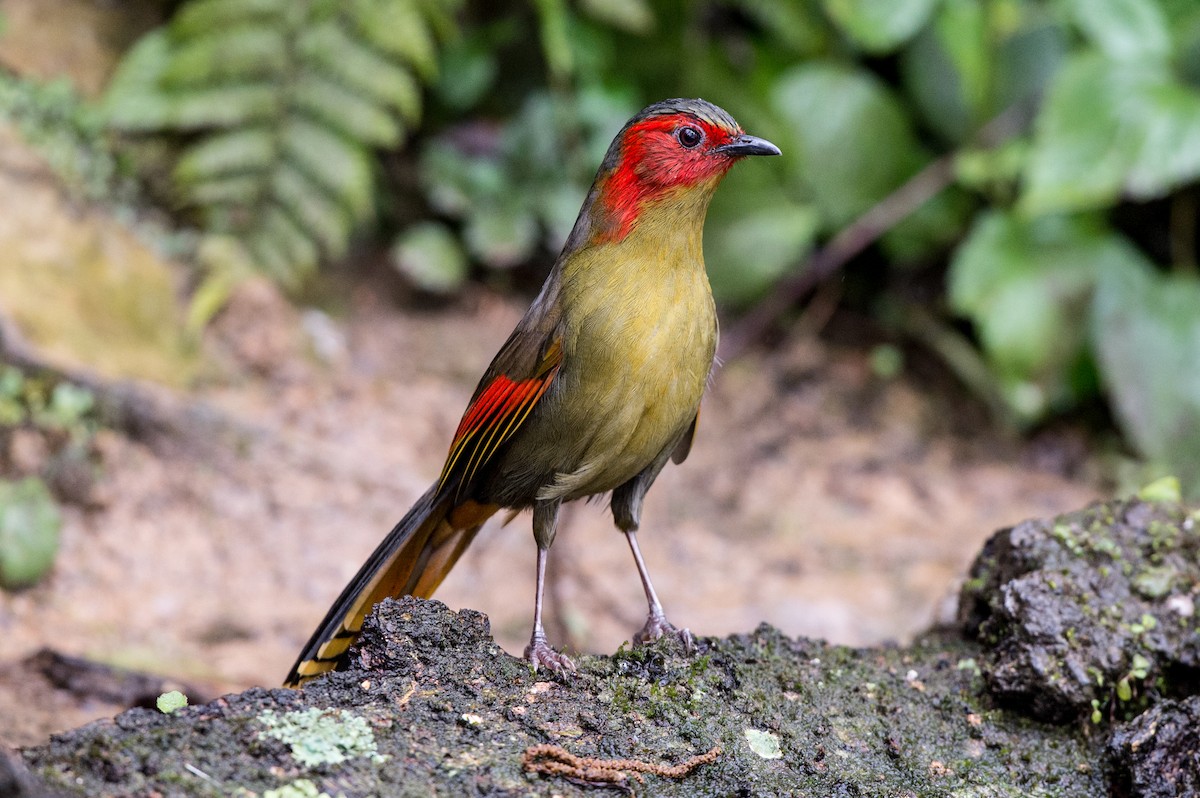 Scarlet-faced Liocichla - ML61657191