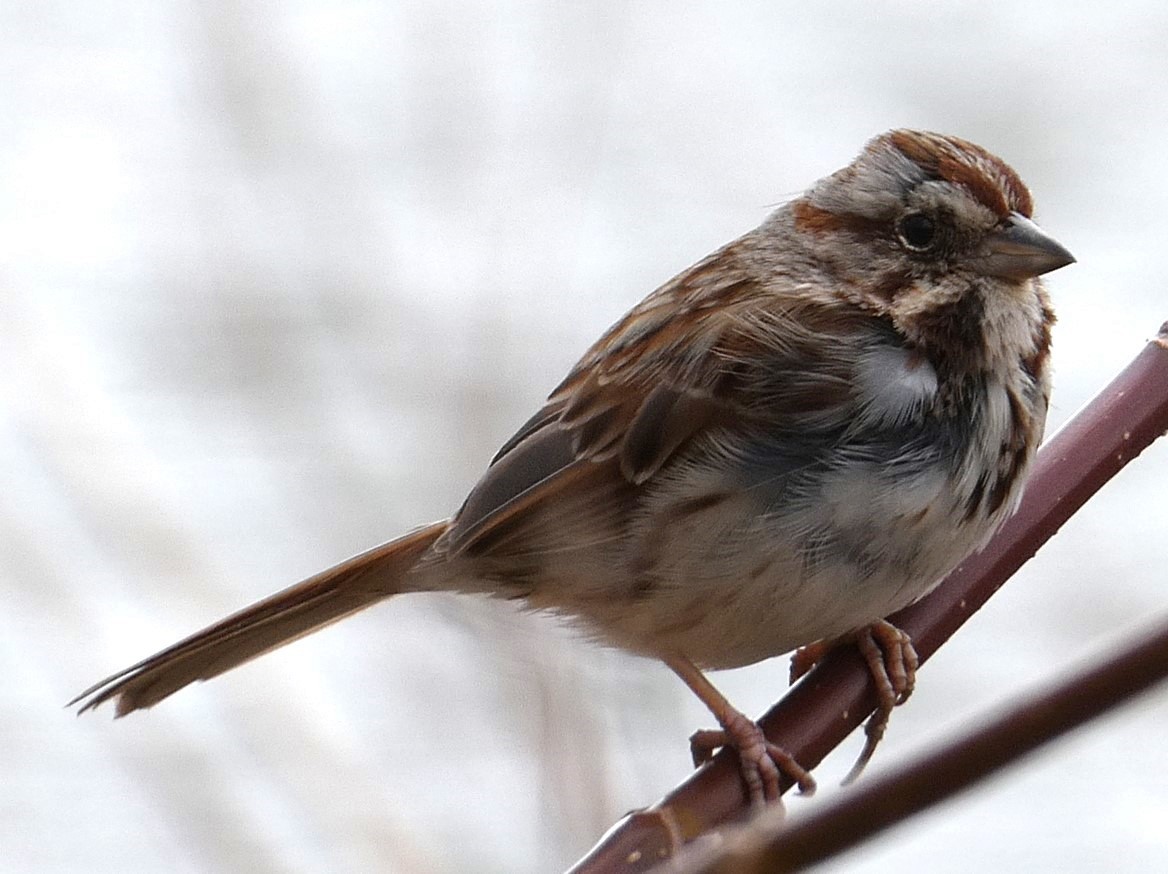 Song Sparrow - Steph Foraker