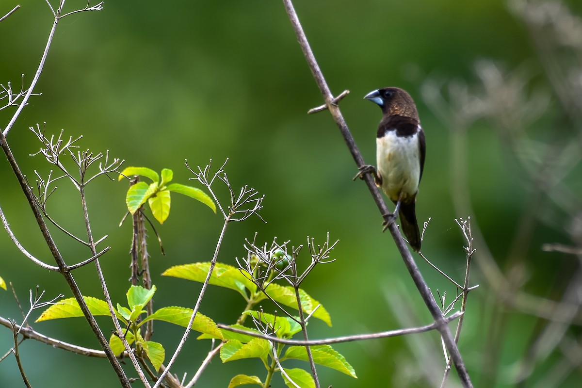 White-rumped Munia - ML616571933