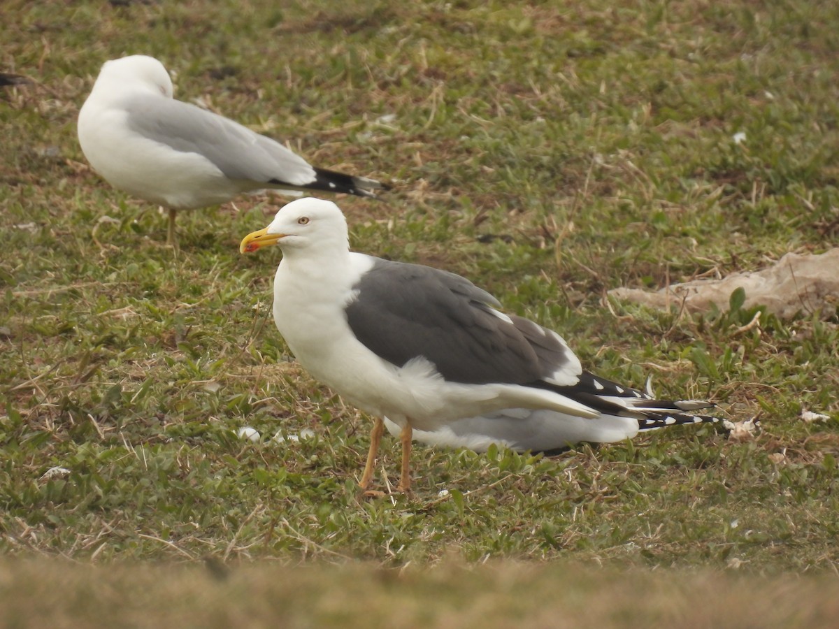 Lesser Black-backed Gull - ML616571958