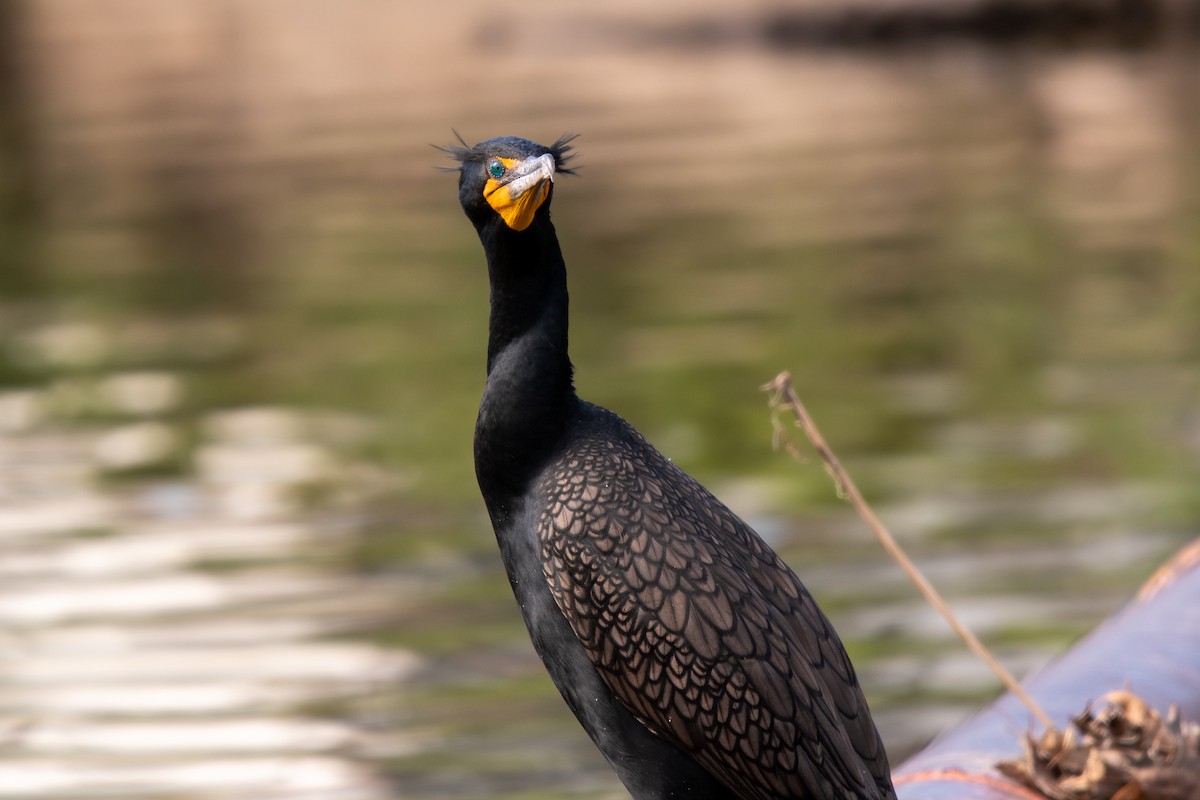 Cormoran à aigrettes - ML616571965