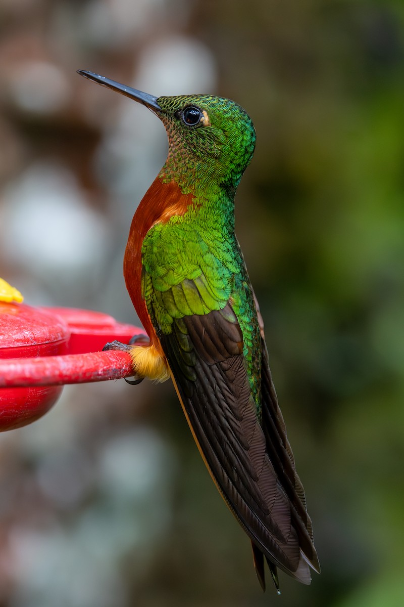 Chestnut-breasted Coronet - Lutz Duerselen