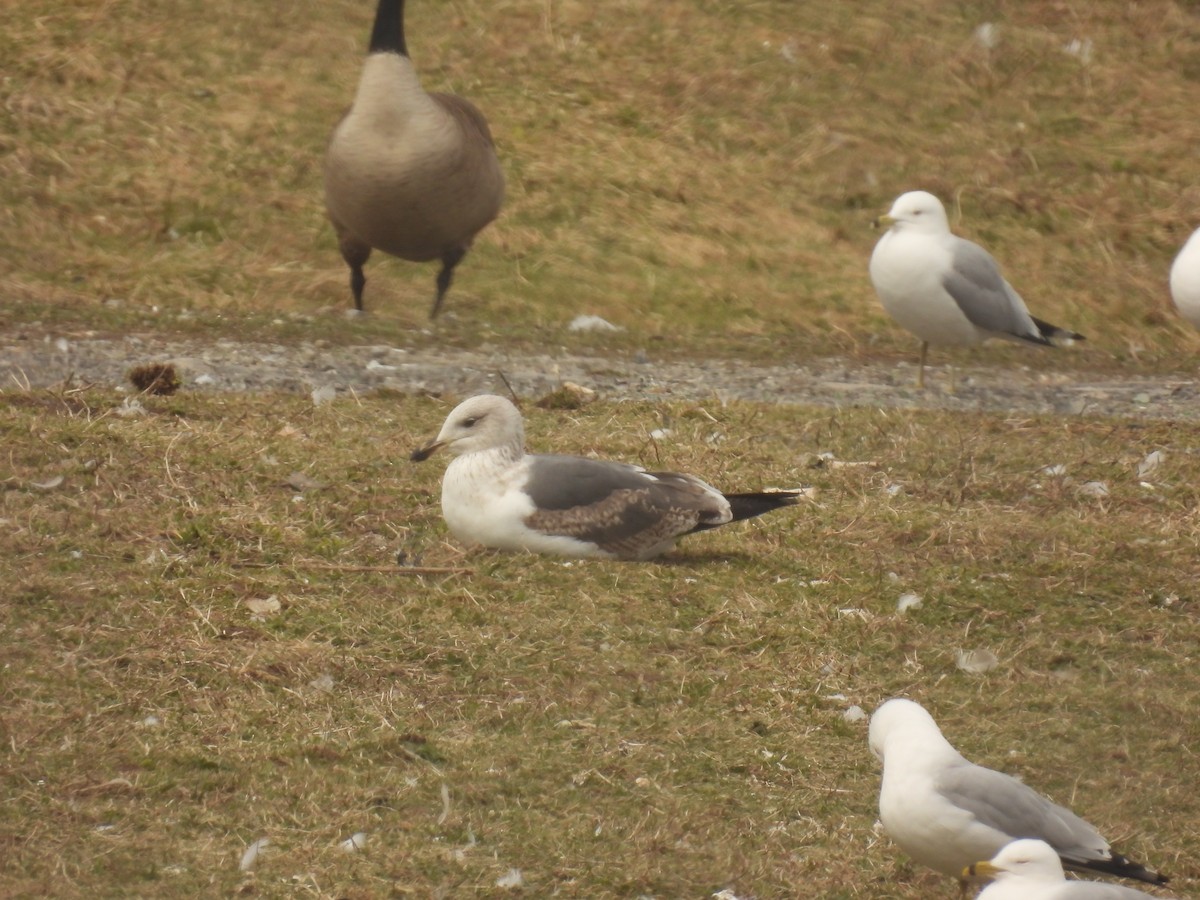 Lesser Black-backed Gull - ML616571985