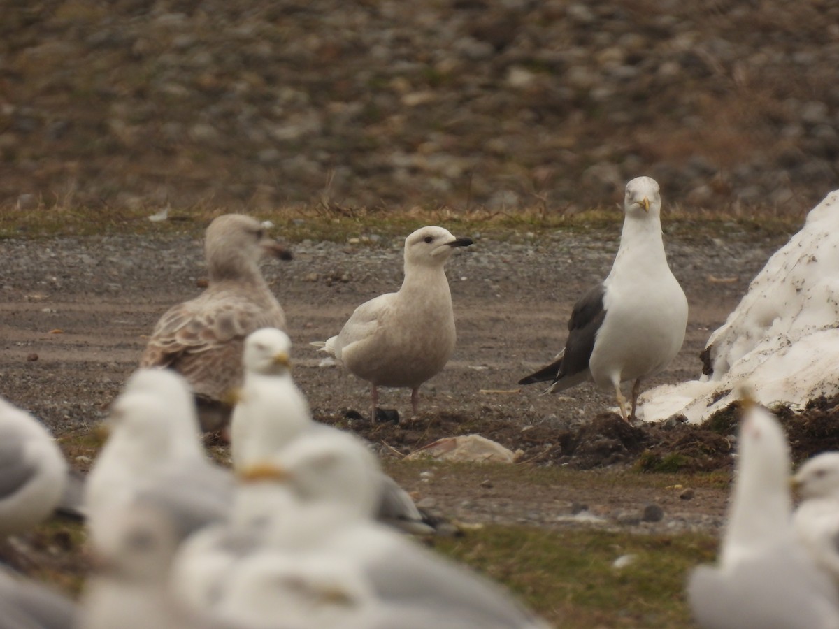 Goéland arctique - ML616571996