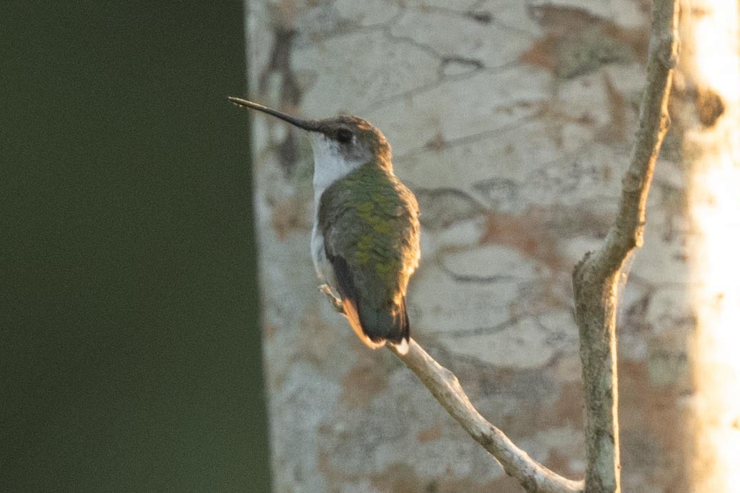 Ruby-throated Hummingbird - Jamie Vidich