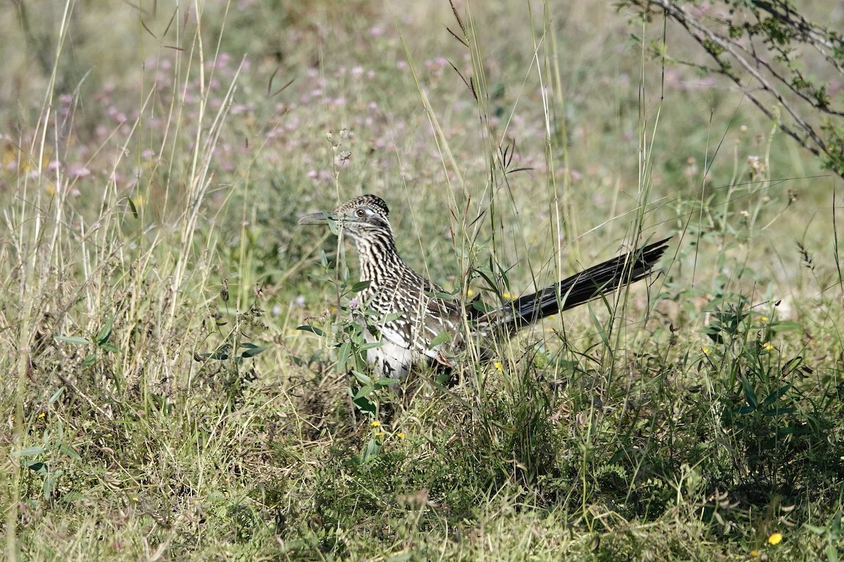 Greater Roadrunner - ML616572020