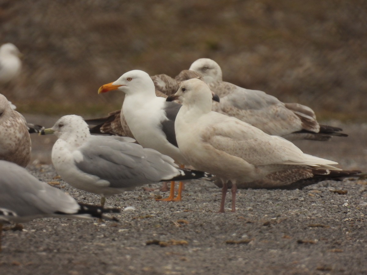 Iceland Gull - ML616572024