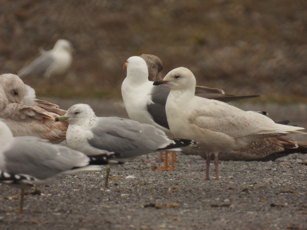 Goéland arctique - ML616572026