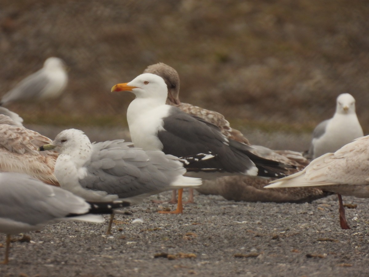 Lesser Black-backed Gull - ML616572028