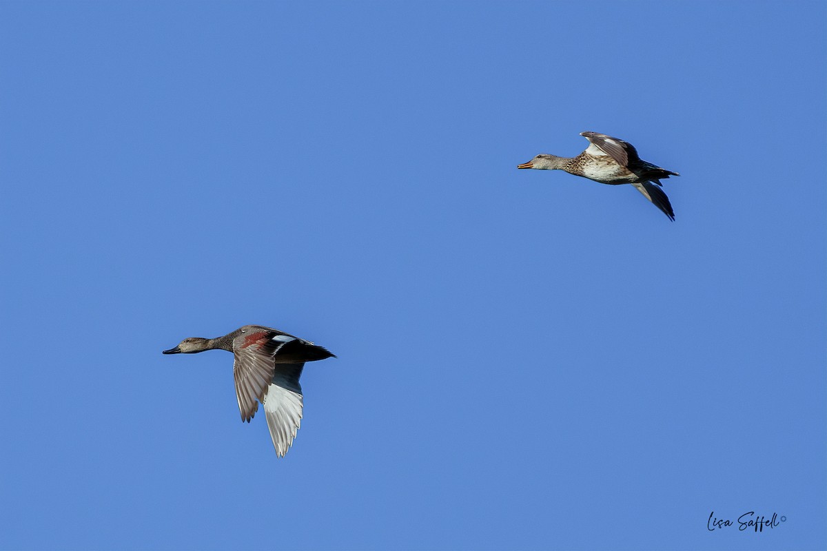 Gadwall - Lisa Saffell