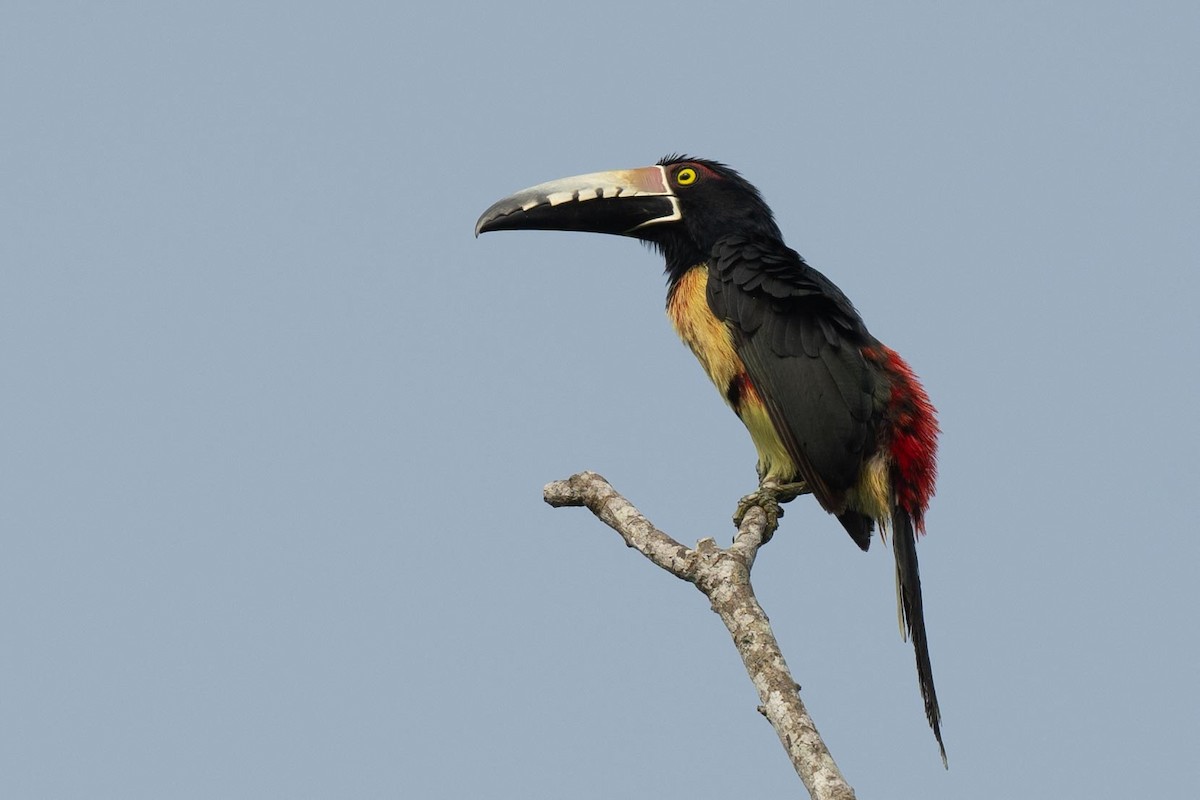 Collared Aracari - ML616572048