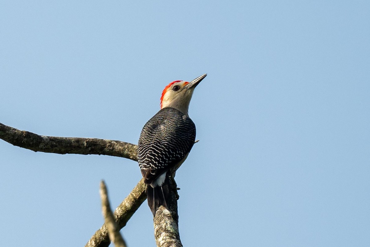 Golden-fronted Woodpecker - ML616572053