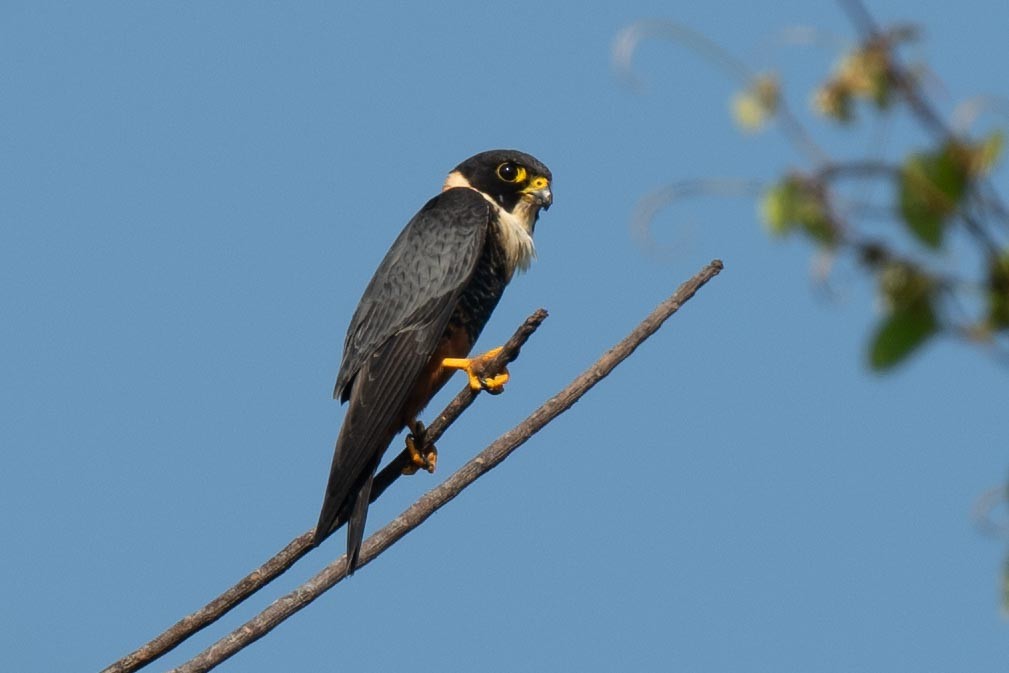 Bat Falcon - ML616572073