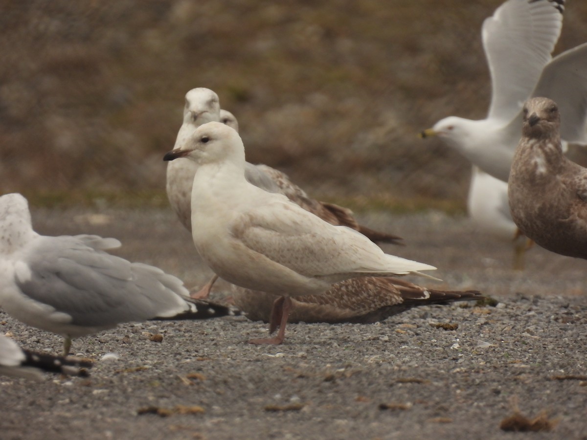 Goéland arctique - ML616572124