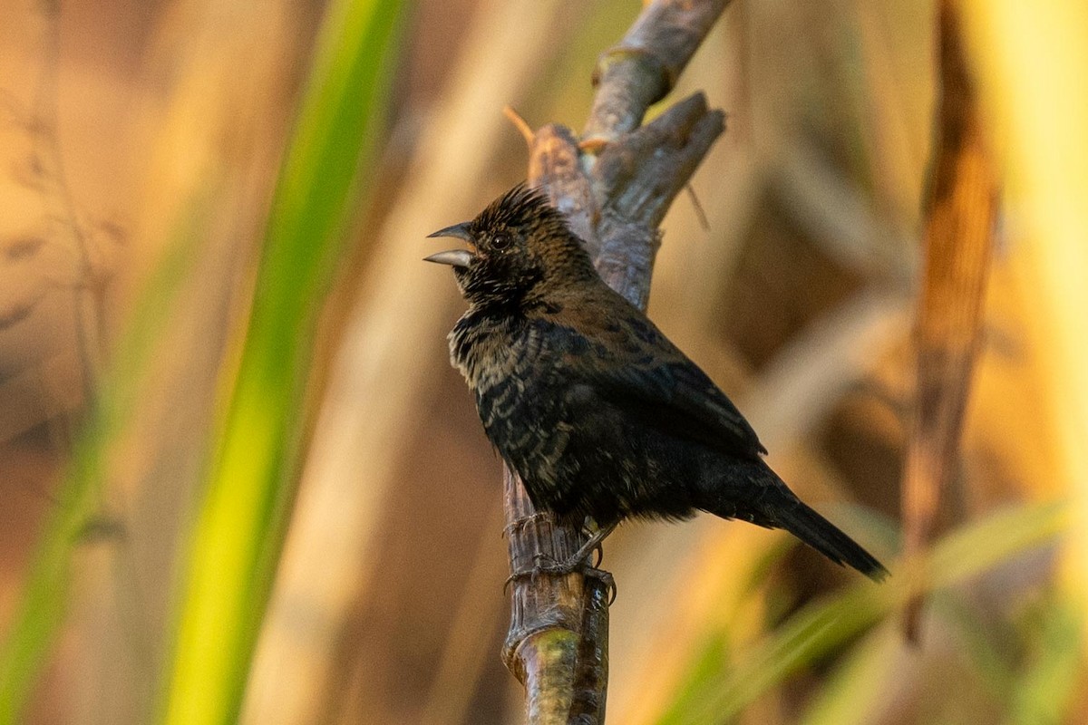 Blue-black Grassquit - ML616572134