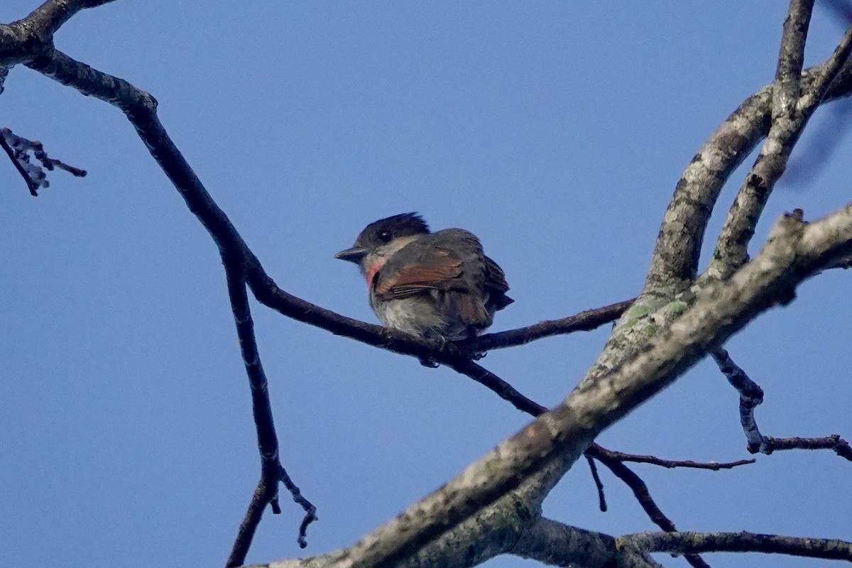 Rose-throated Becard - ML616572137