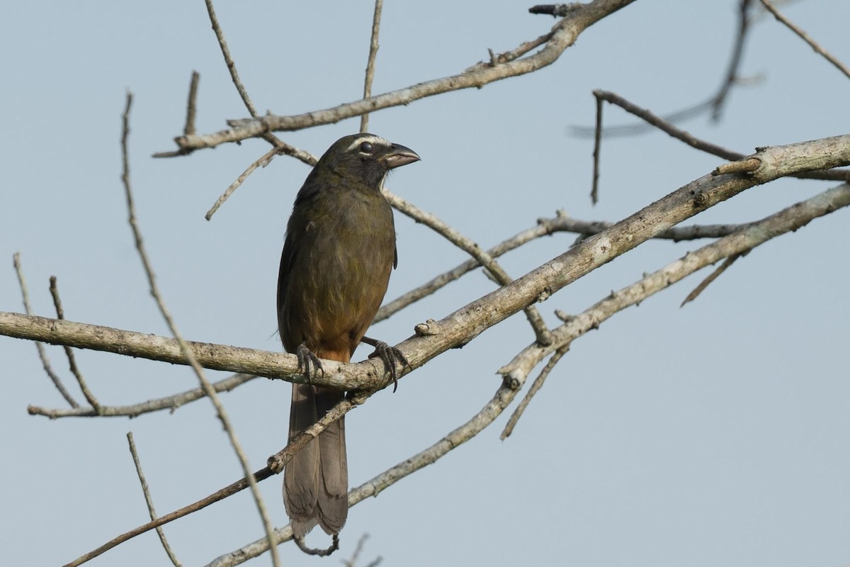 Cinnamon-bellied Saltator - ML616572143