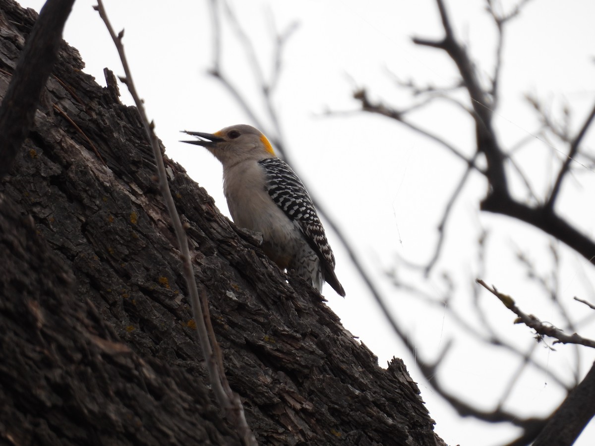 Golden-fronted Woodpecker - ML616572148
