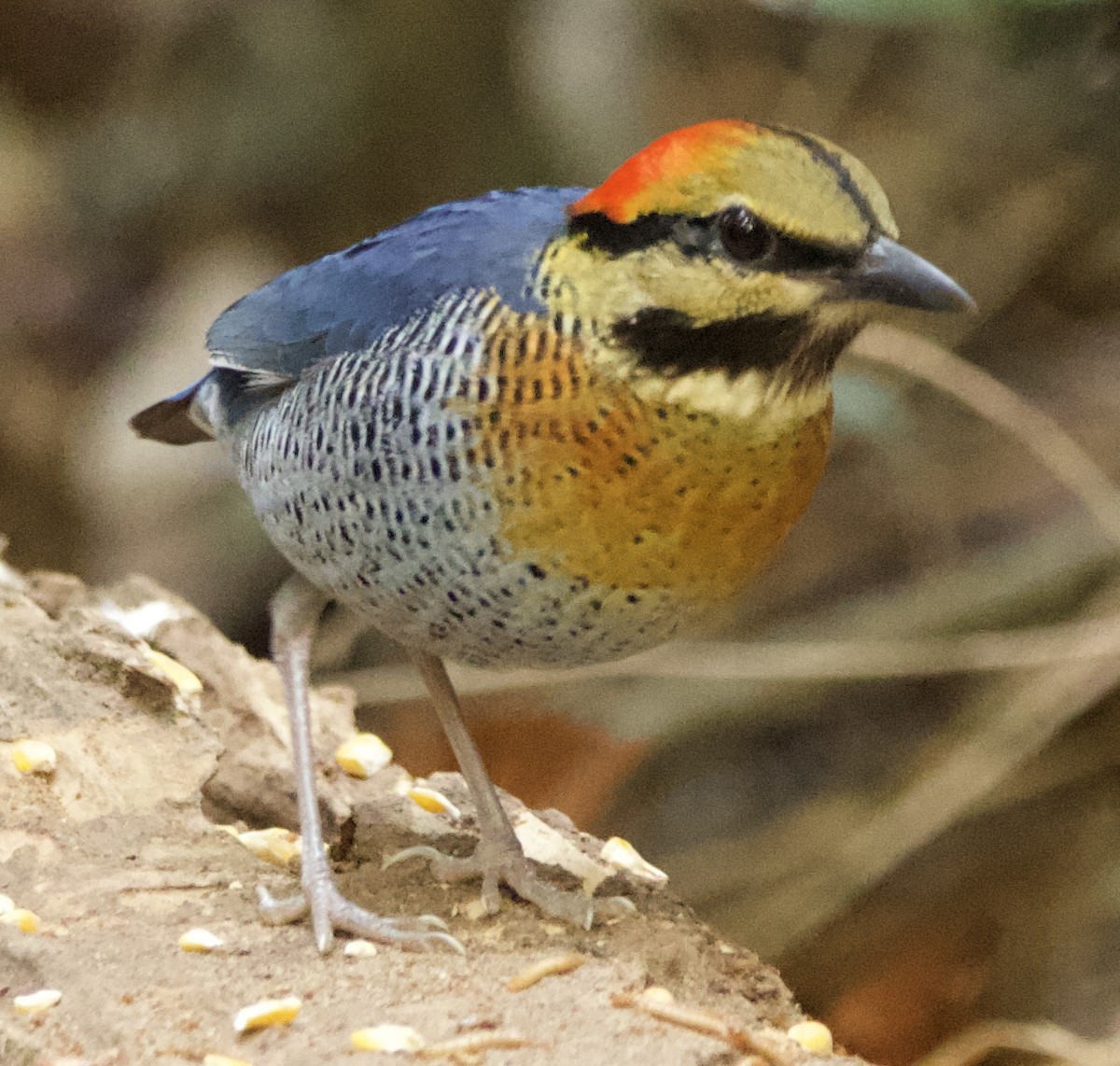 Blue Pitta - Connie Lintz