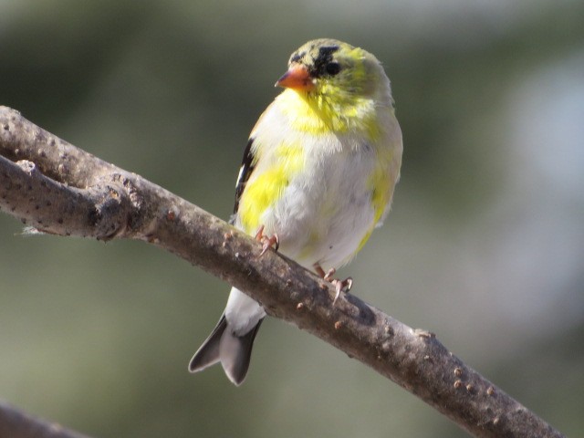 American Goldfinch - ML616572202