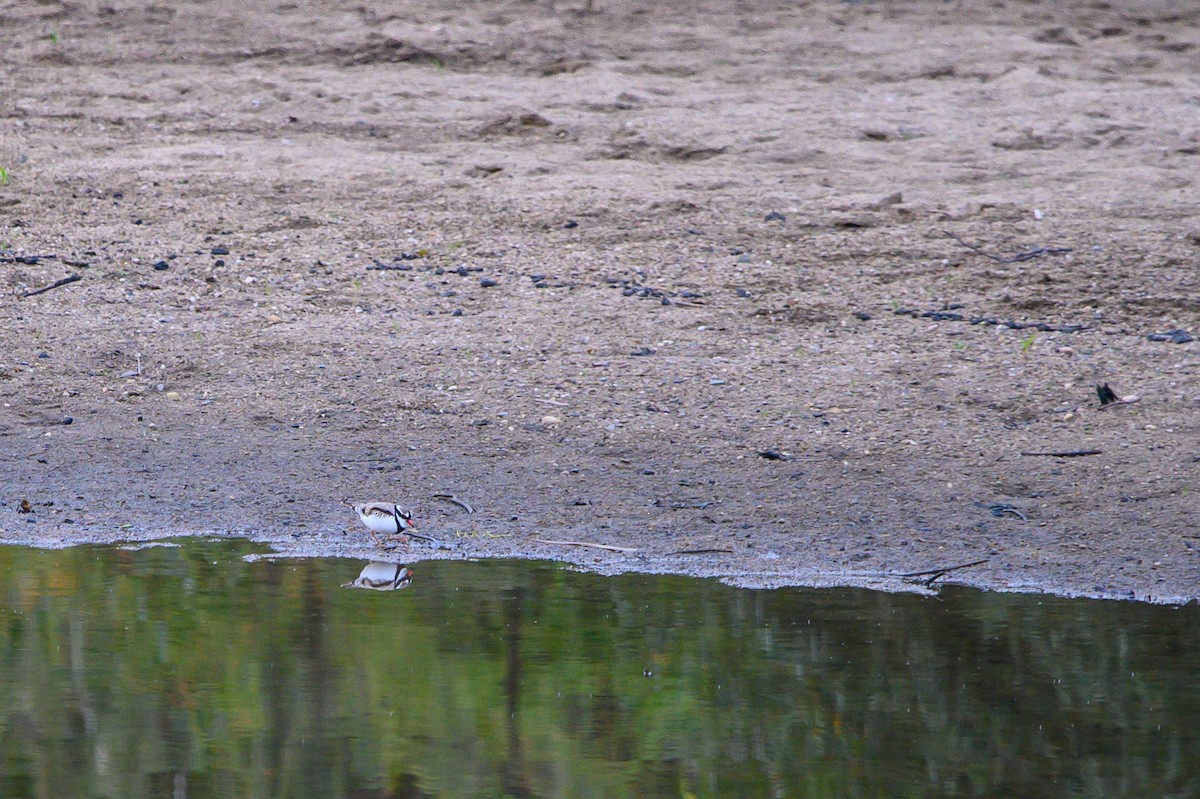 Black-fronted Dotterel - ML616572212