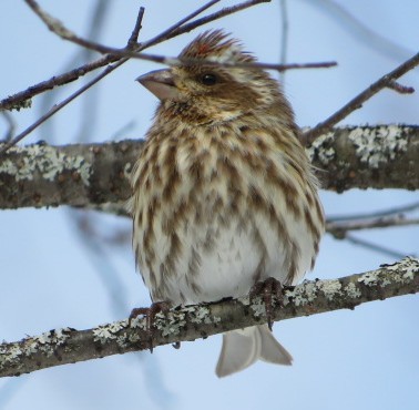 Purple Finch - Tam Edgerton