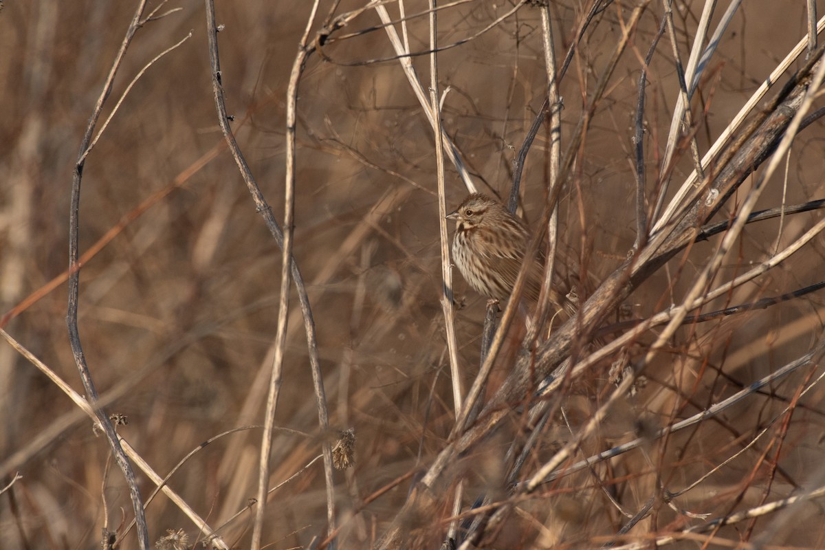 Song Sparrow - Chad Remley