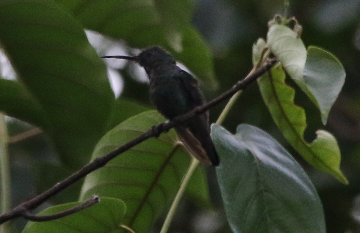 Steely-vented Hummingbird - ML616572233