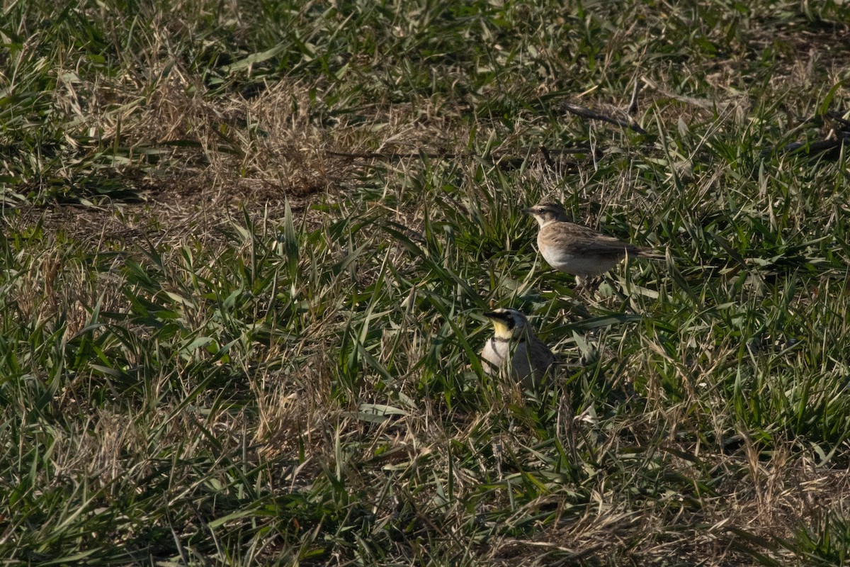 Horned Lark - ML616572239