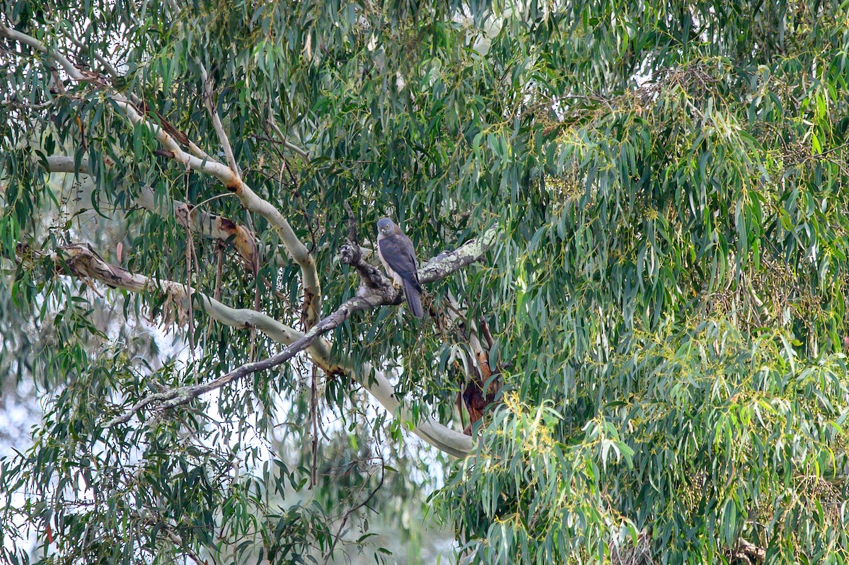 Brown Goshawk - ML616572253