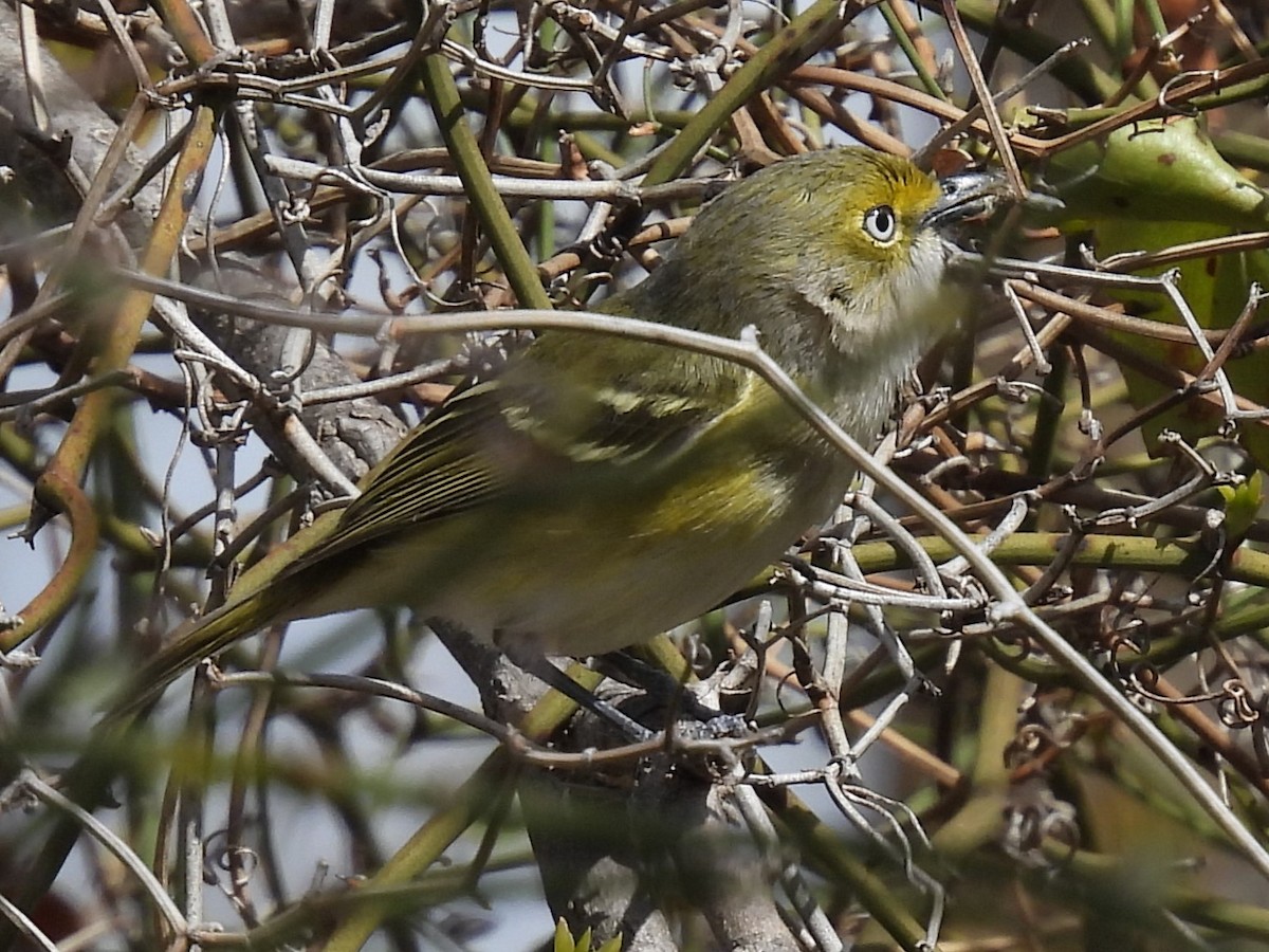 White-eyed Vireo - ML616572264