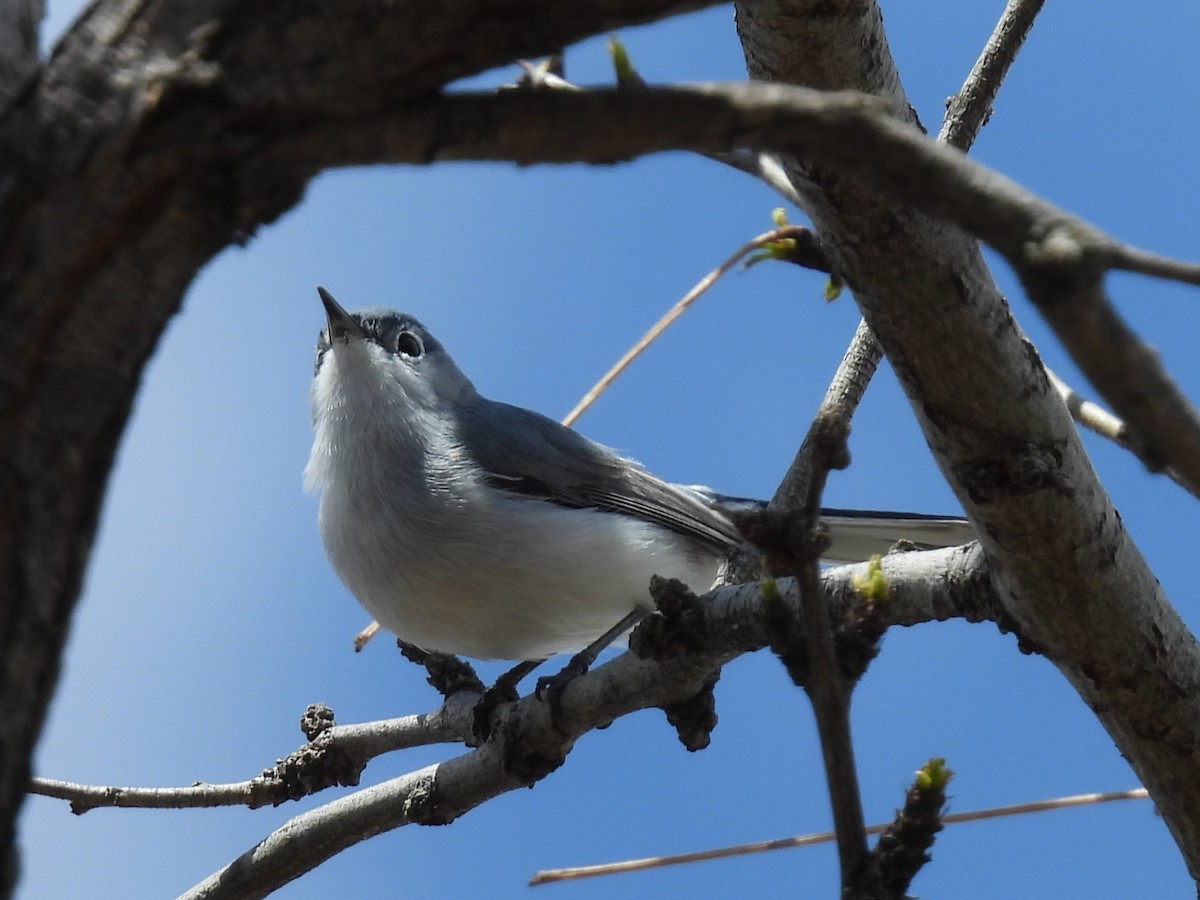 Blue-gray Gnatcatcher - ML616572274