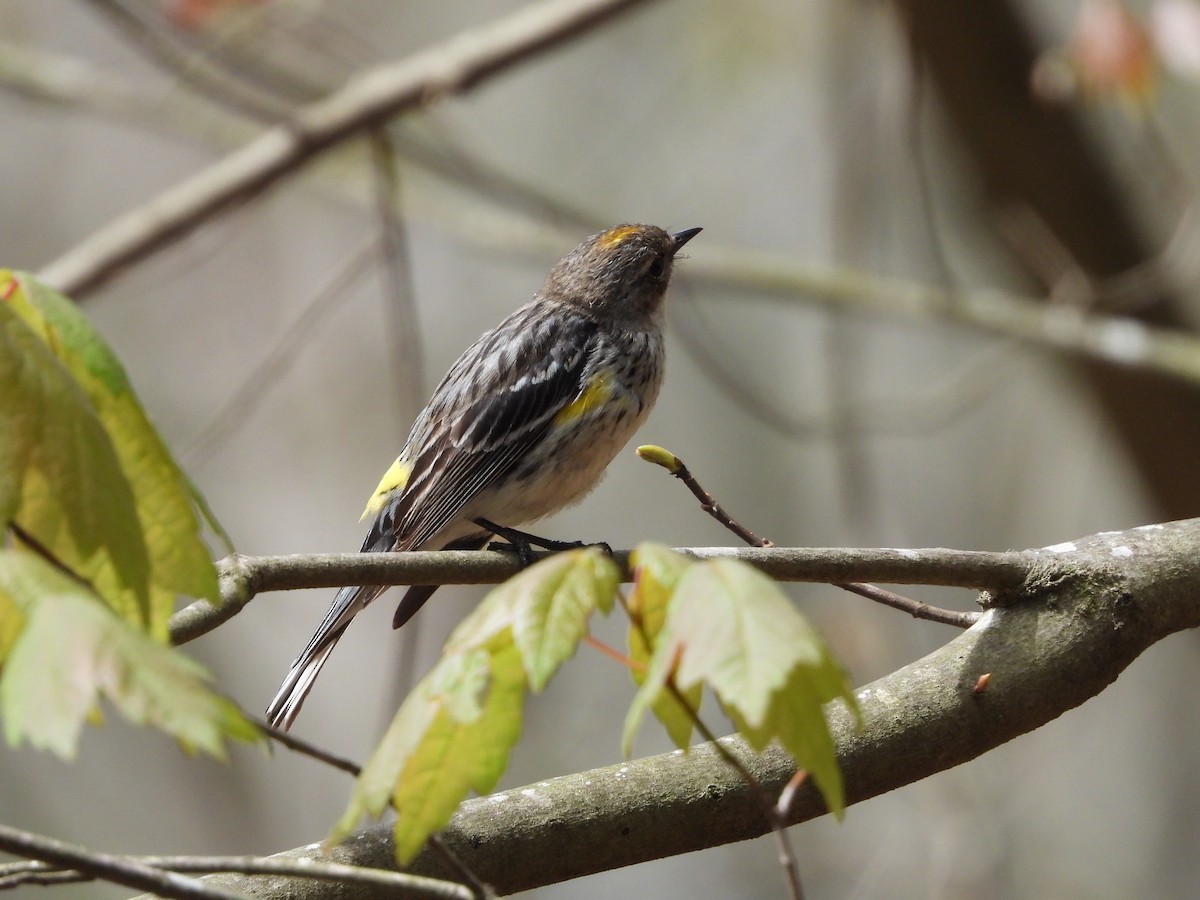 Yellow-rumped Warbler - Lori O'Bar