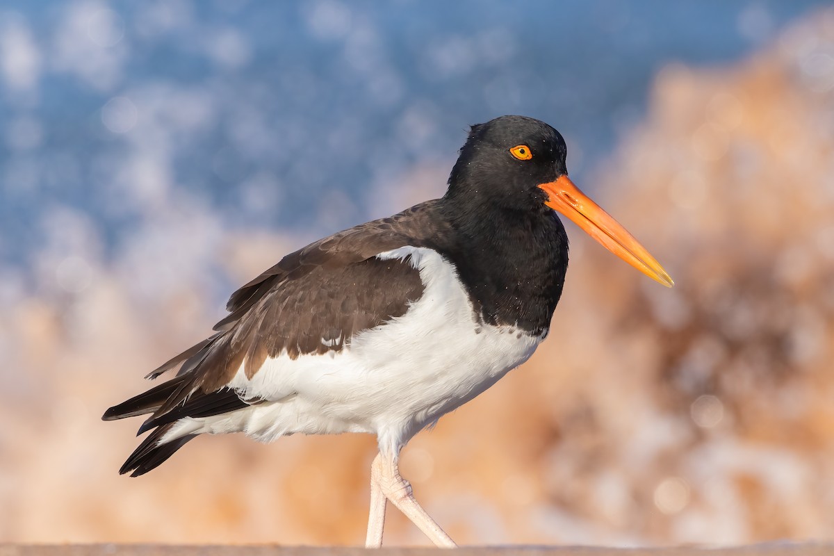 American Oystercatcher - ML616572296