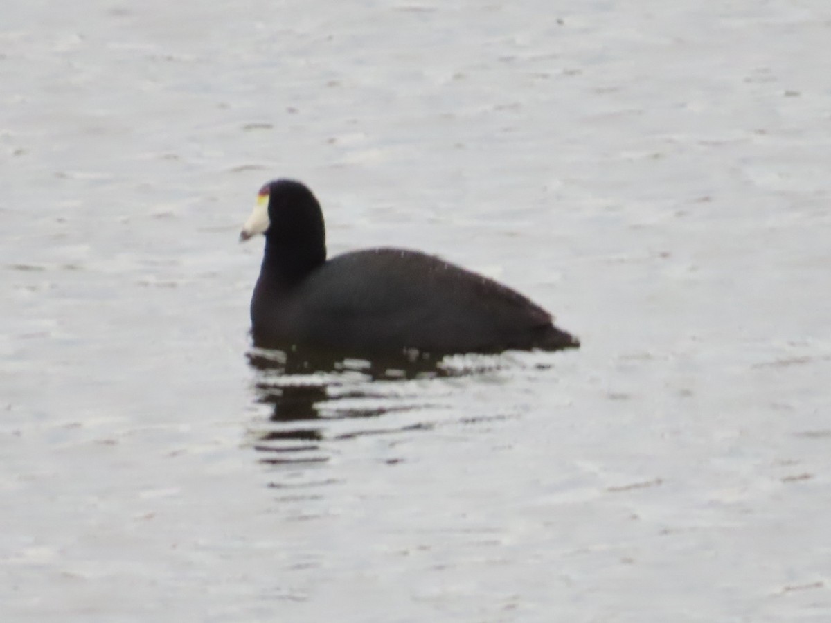 American Coot - ML616572436