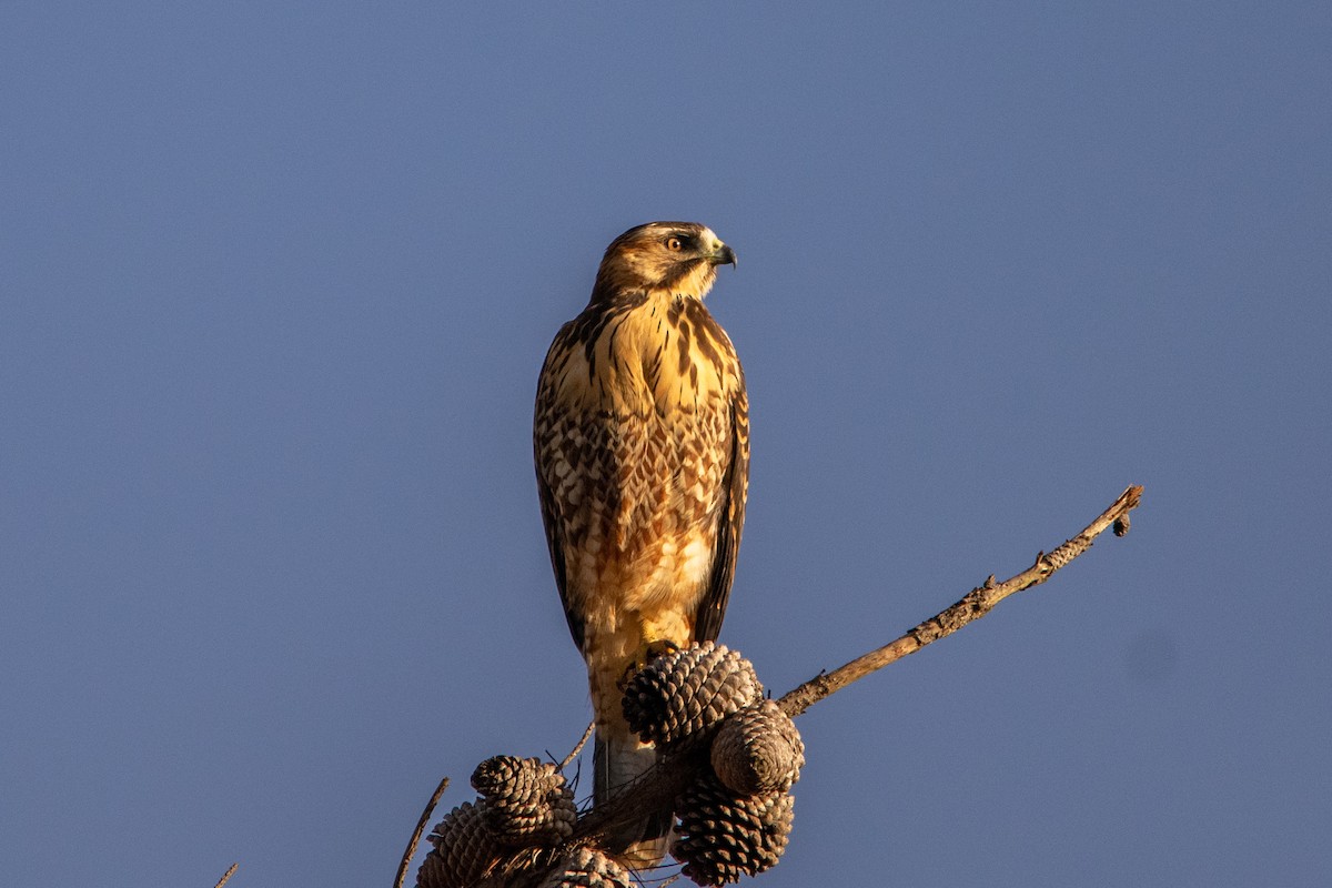 Variable Hawk - Alexis Andrea Verdugo Palma (Cachuditos Birdwatching)