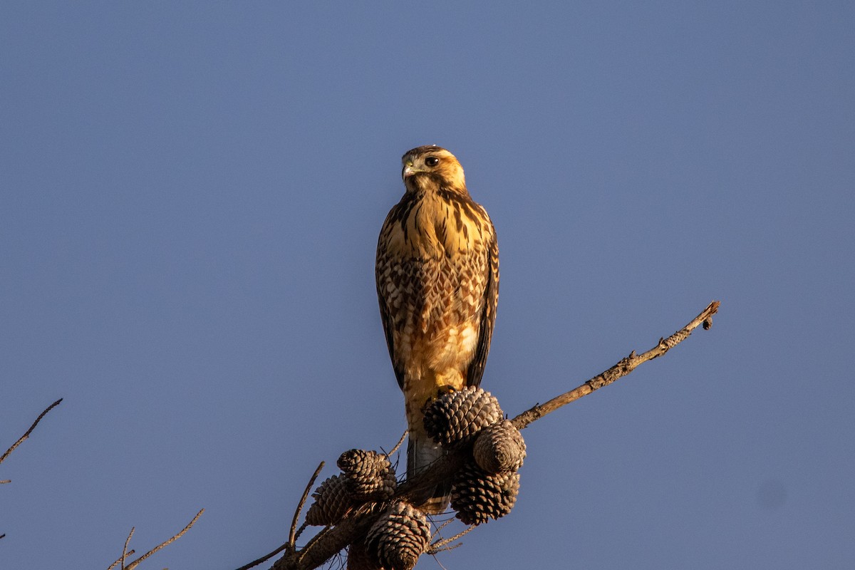 Variable Hawk - Alexis Andrea Verdugo Palma (Cachuditos Birdwatching)