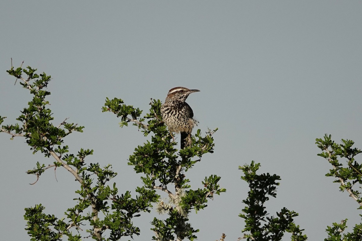 Cactus Wren - Joe Coppock