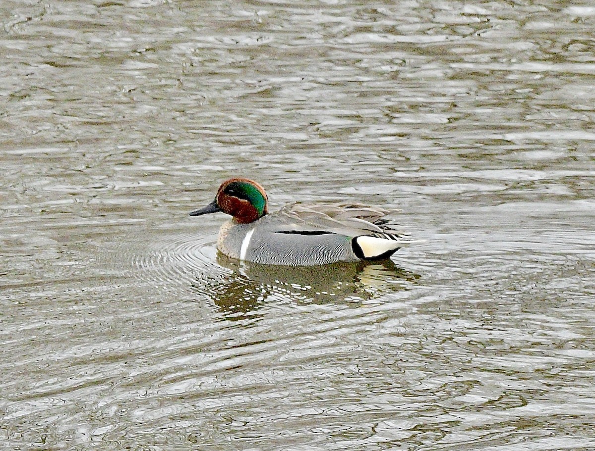 Green-winged Teal - ML616572483