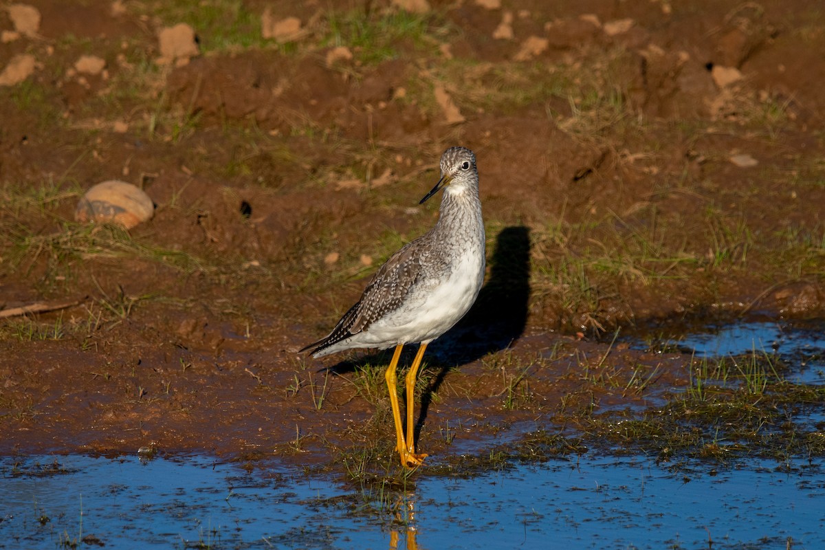 Greater Yellowlegs - Alexis Andrea Verdugo Palma (Cachuditos Birdwatching)