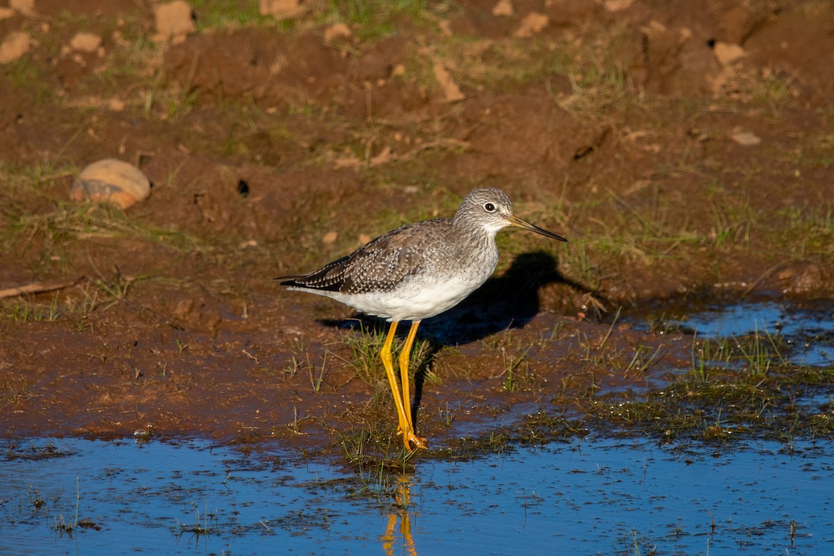 Greater Yellowlegs - Alexis Andrea Verdugo Palma (Cachuditos Birdwatching)