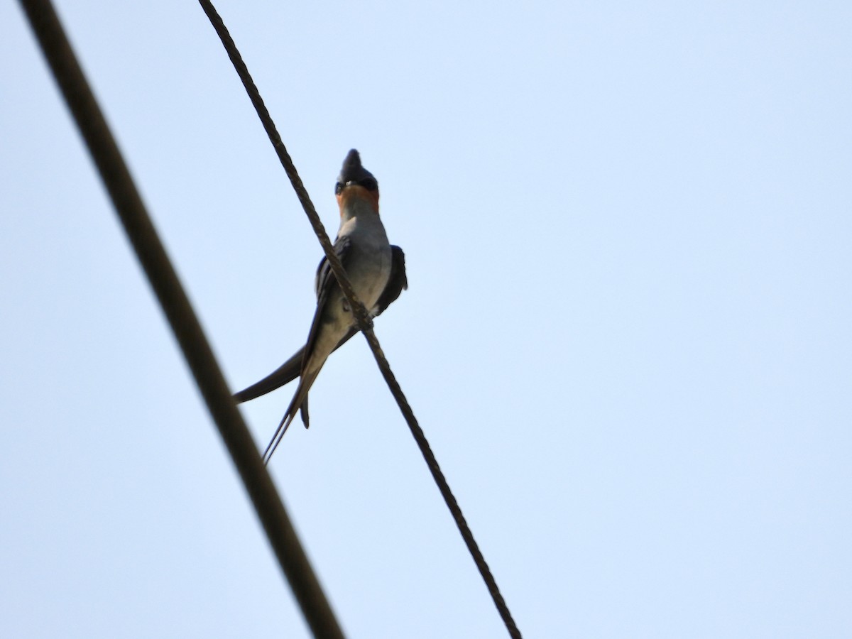 Crested Treeswift - ML616572516