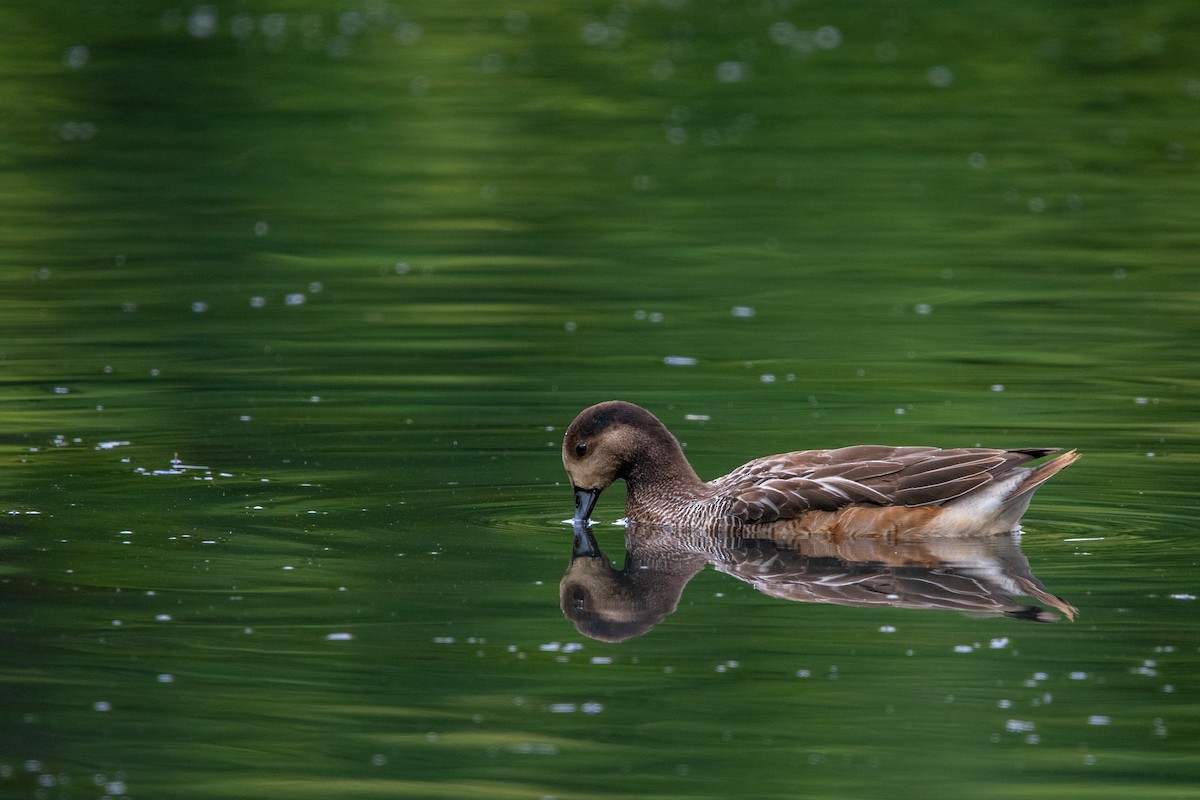 Chiloe Wigeon - Alexis Andrea Verdugo Palma (Cachuditos Birdwatching)