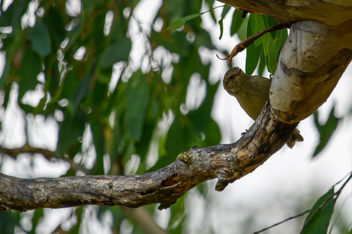 Buff-rumped Thornbill - ML616572532