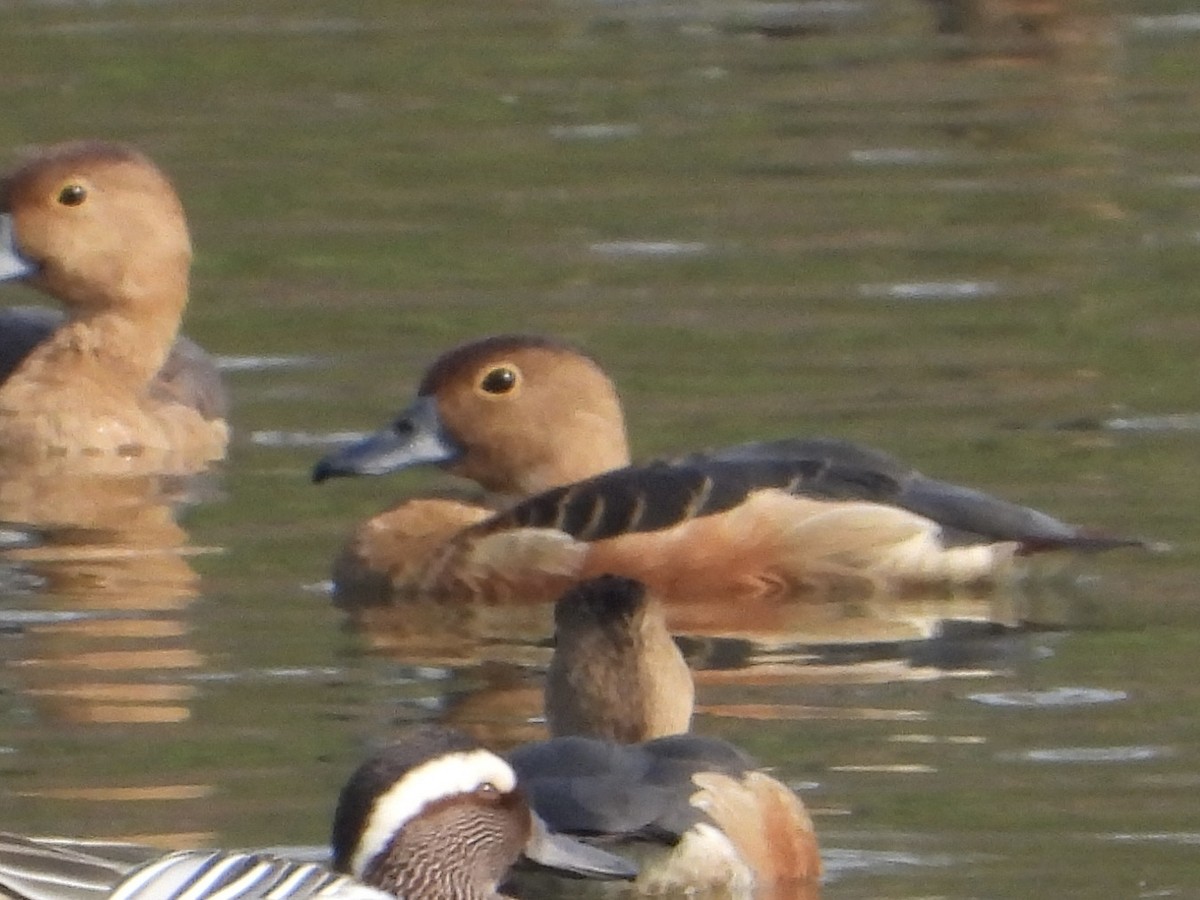 Lesser Whistling-Duck - ML616572552