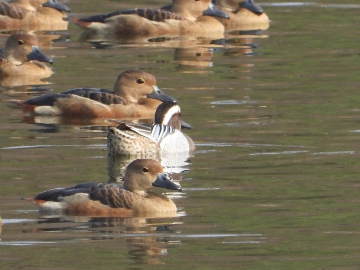 Garganey - Joe Corcoran